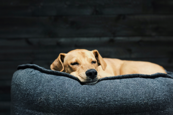 Porque nos sentimos cansados depois de comer?